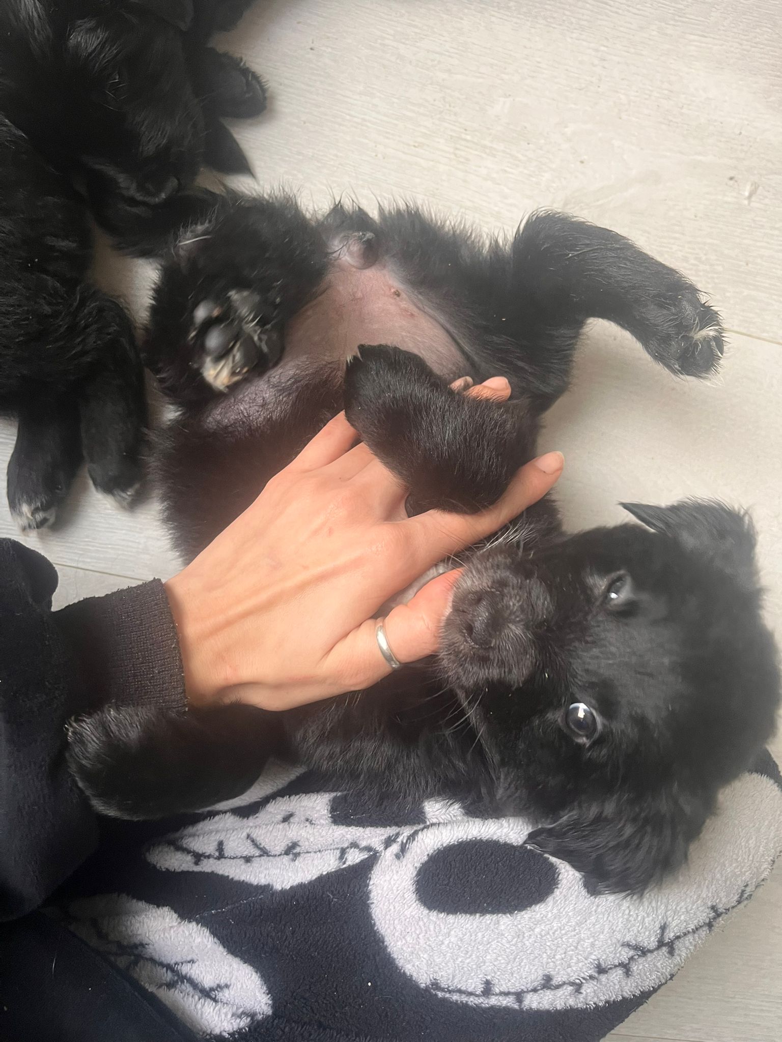 Golden Retriever Collie Pups for Sale in Cork