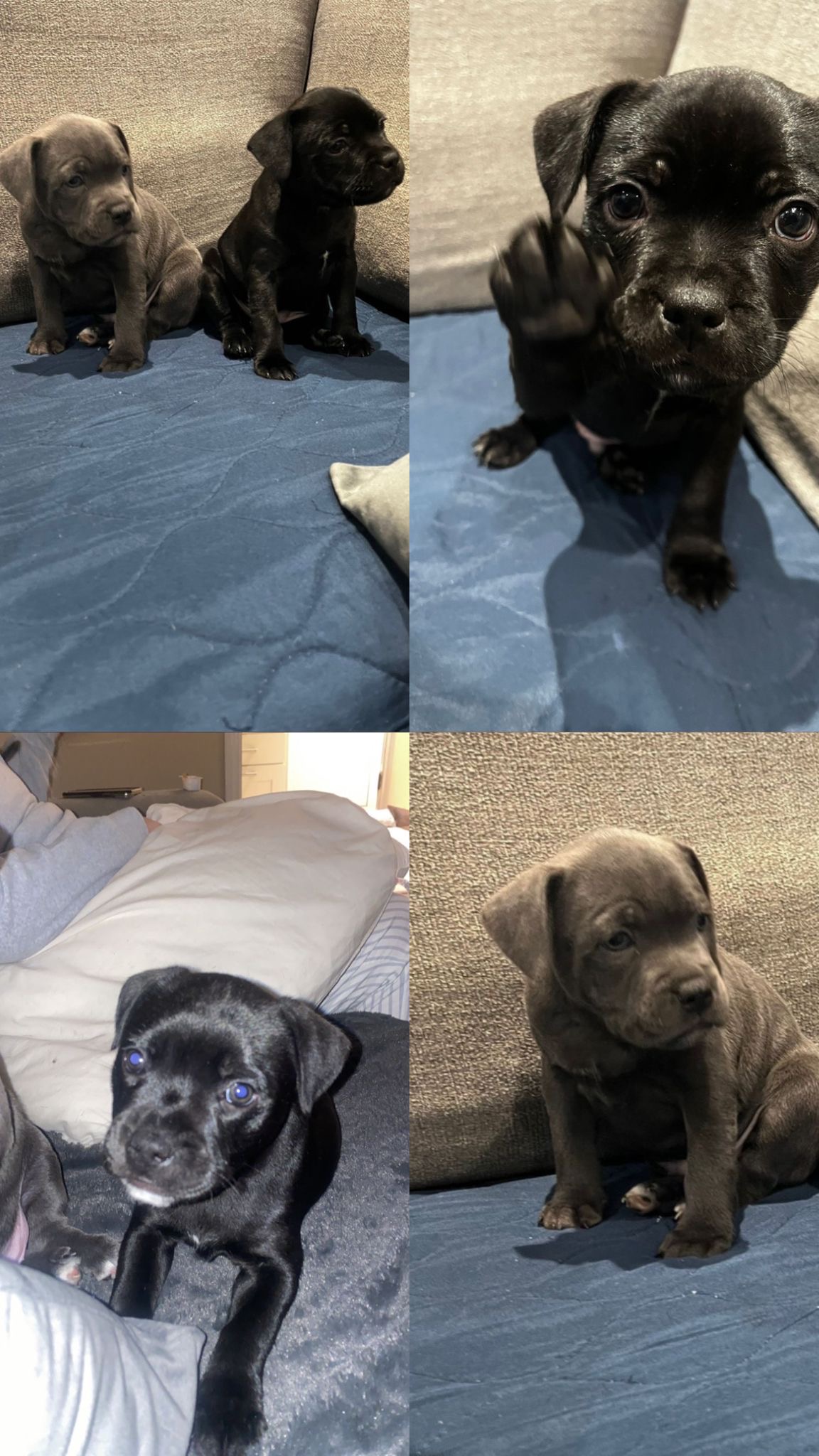 Staffordshire Bull Terriers in Wicklow