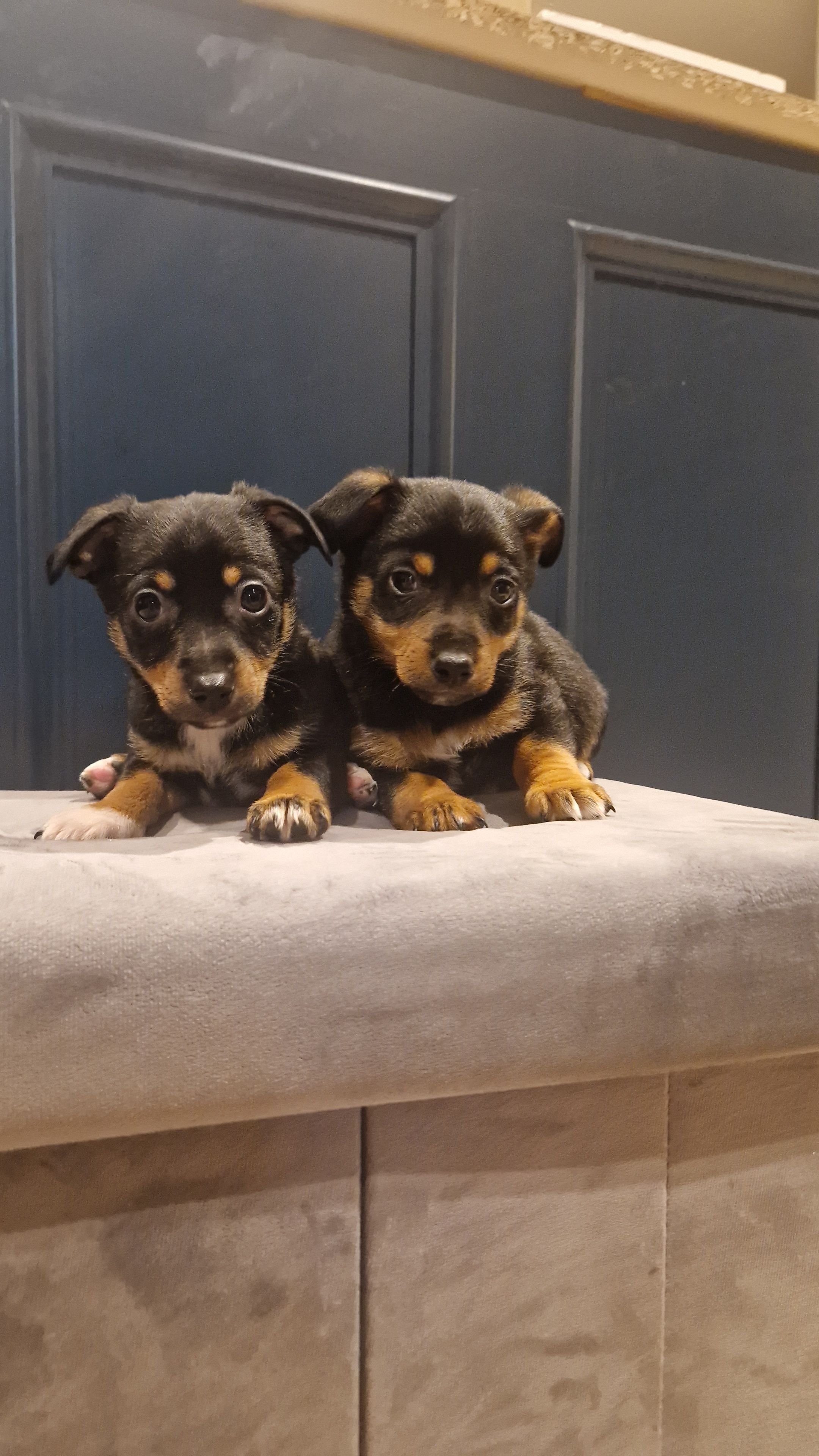 Black and Tan Jack Russells in Wexford