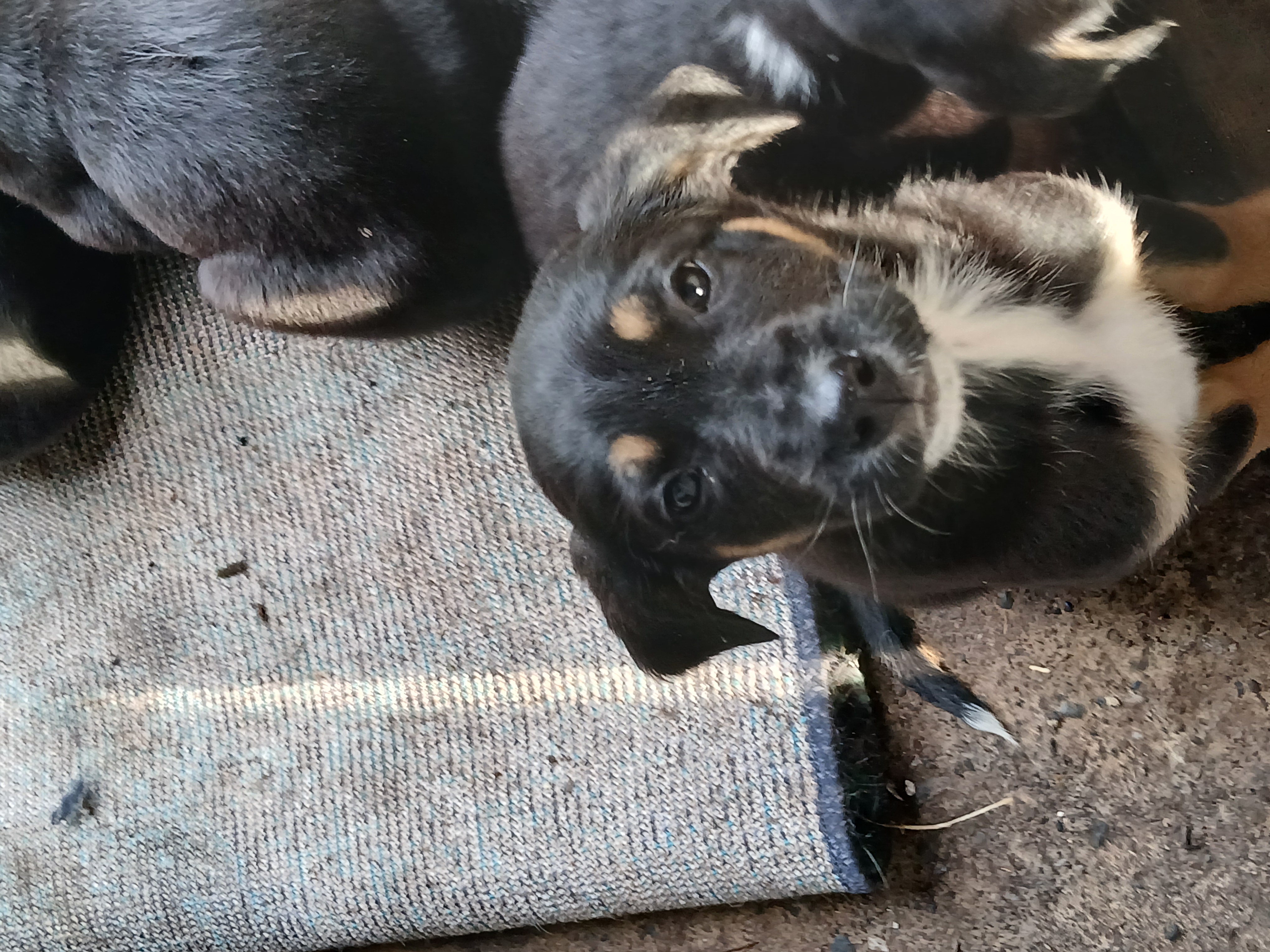 German Shepherds in Tipperary Town - Great for Kids