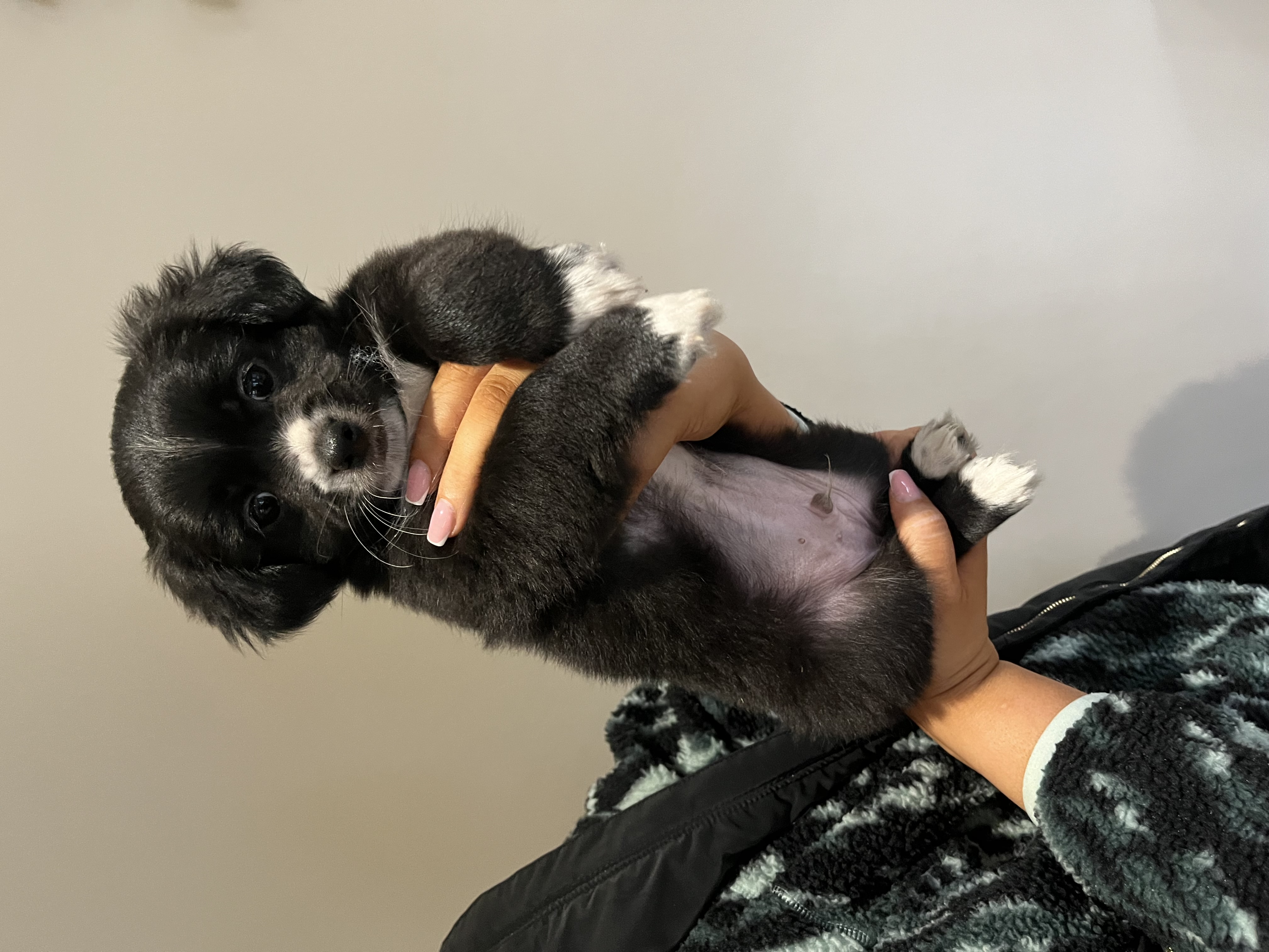 Shih Tzu X Maltese Pup for Sale in Enniscorthy