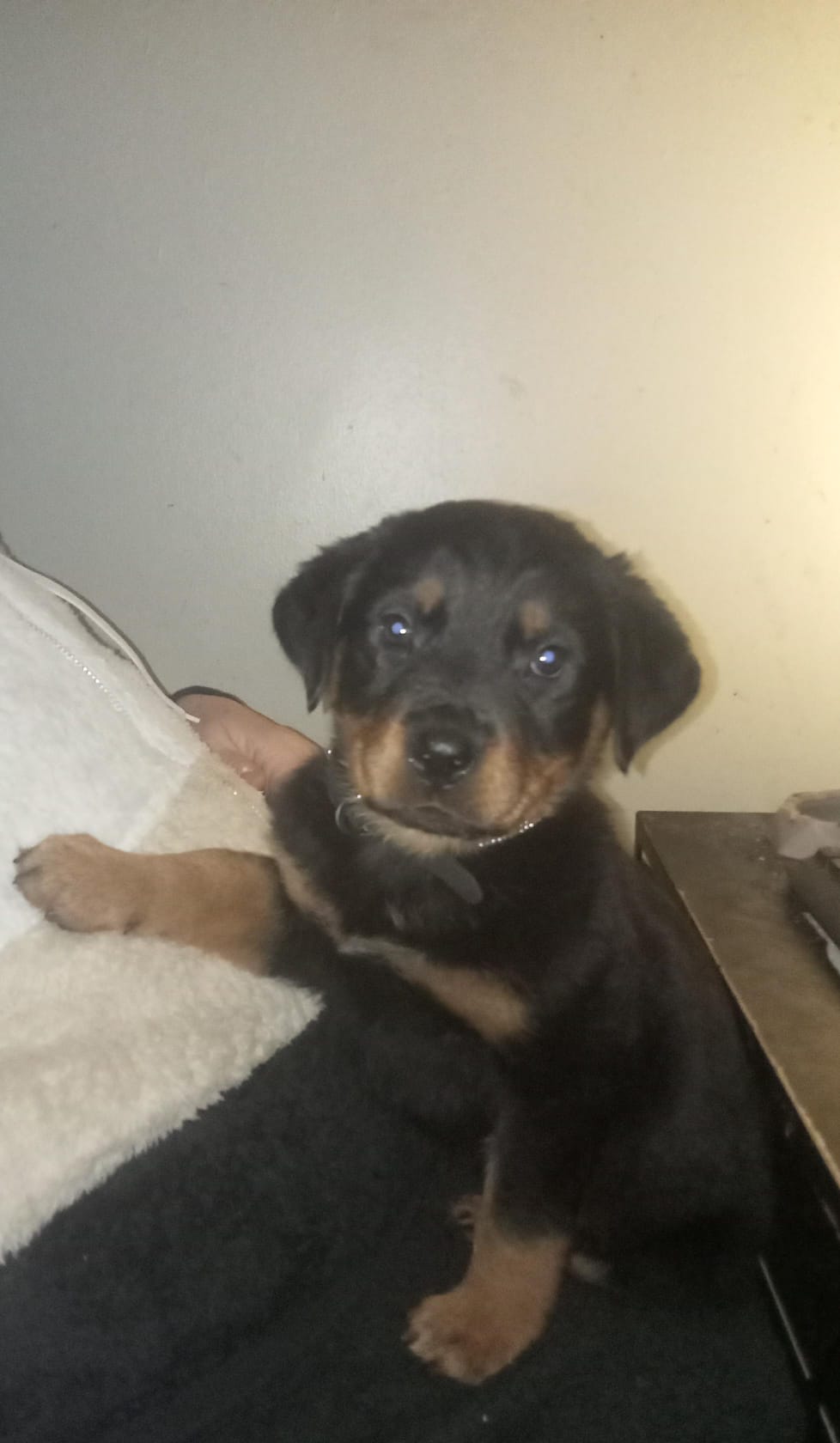 Rottweiler for sale in Offaly - Lovely Pup