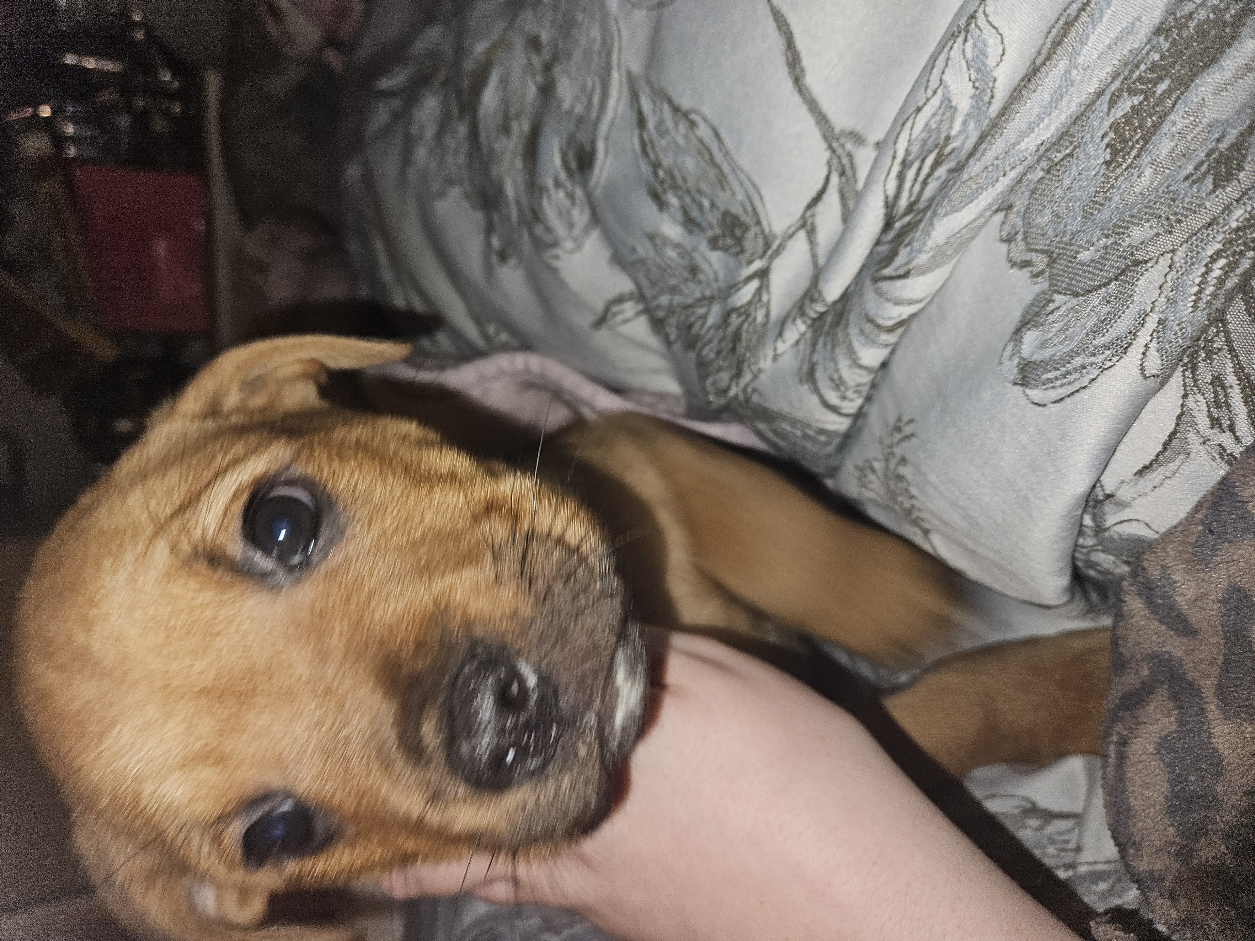 Rottweiler x Staff Pups for Sale in Cork