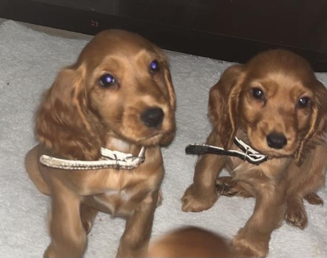Cocker Spaniel Pups for Sale in Carlow