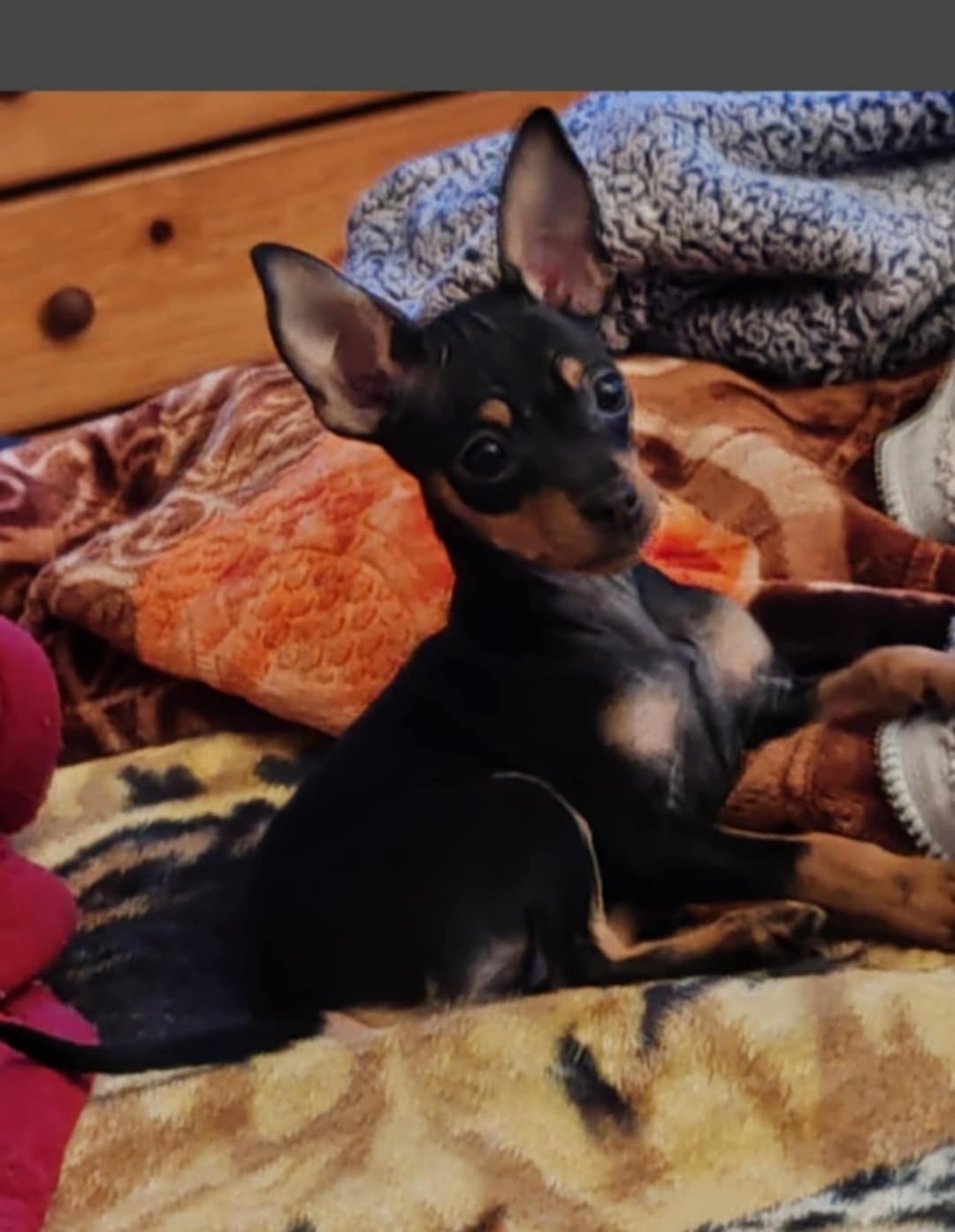 Russian Toy Terrier Puppy in Celbridge Kildare