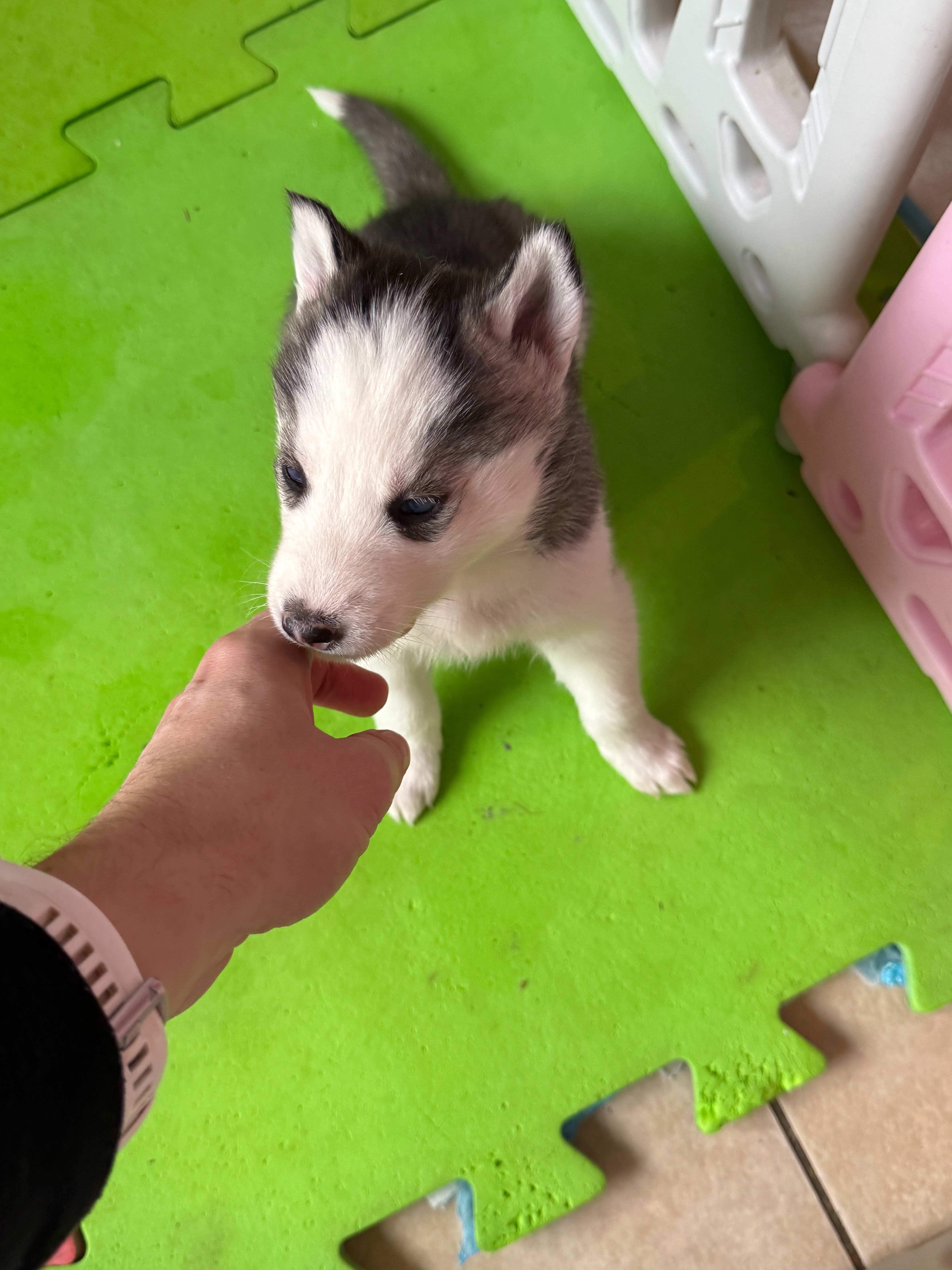 Siberian Husky Puppy in Elphin - Unique Companion