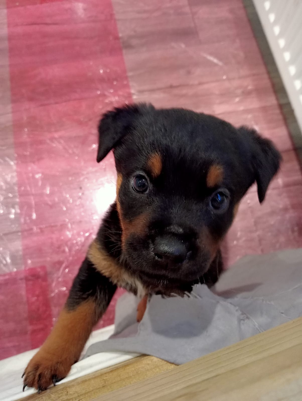 Rottweiler Puppies for Sale in Wexford