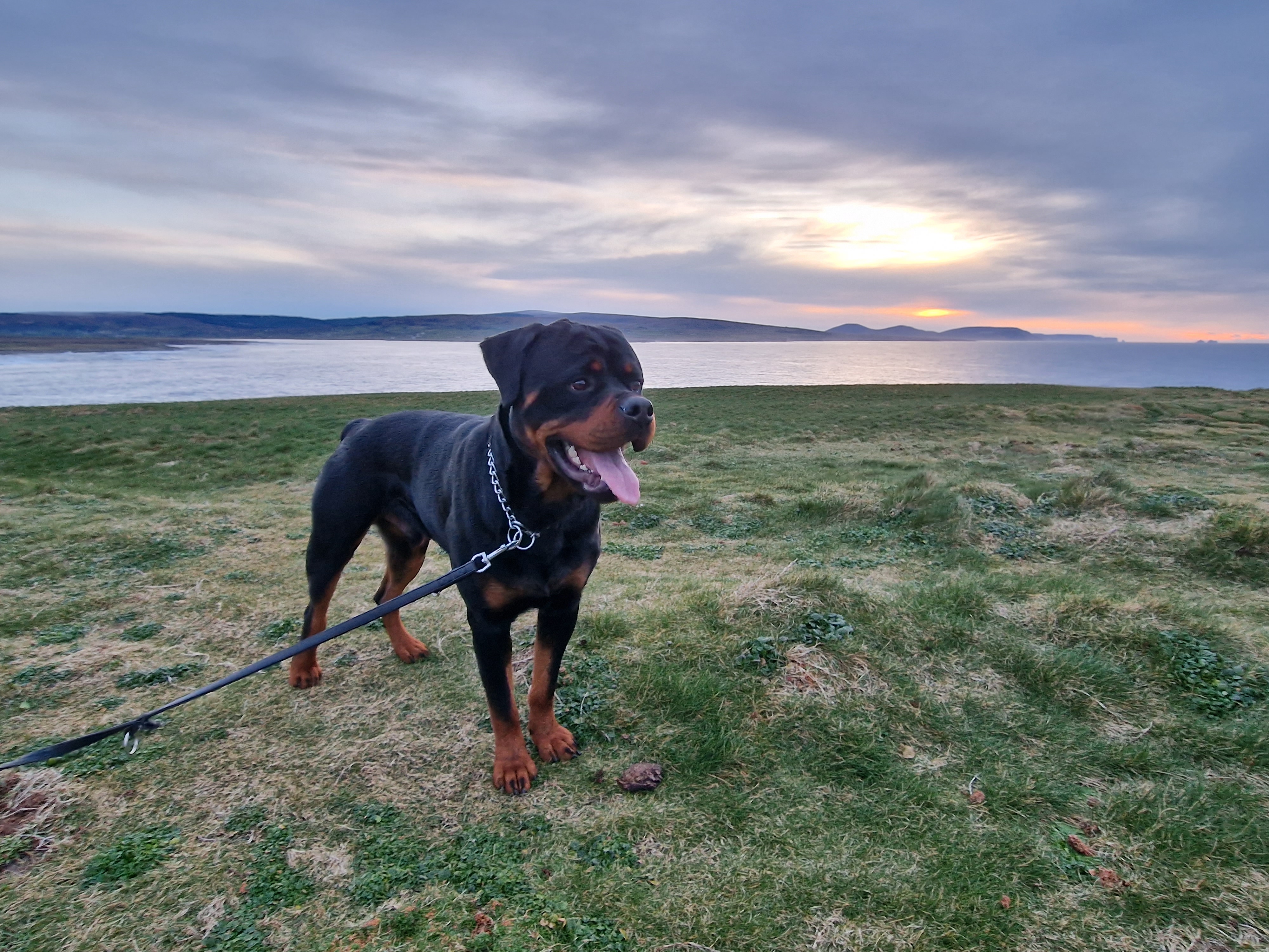Rottweiler for Sale in Ballina  Loving Companion