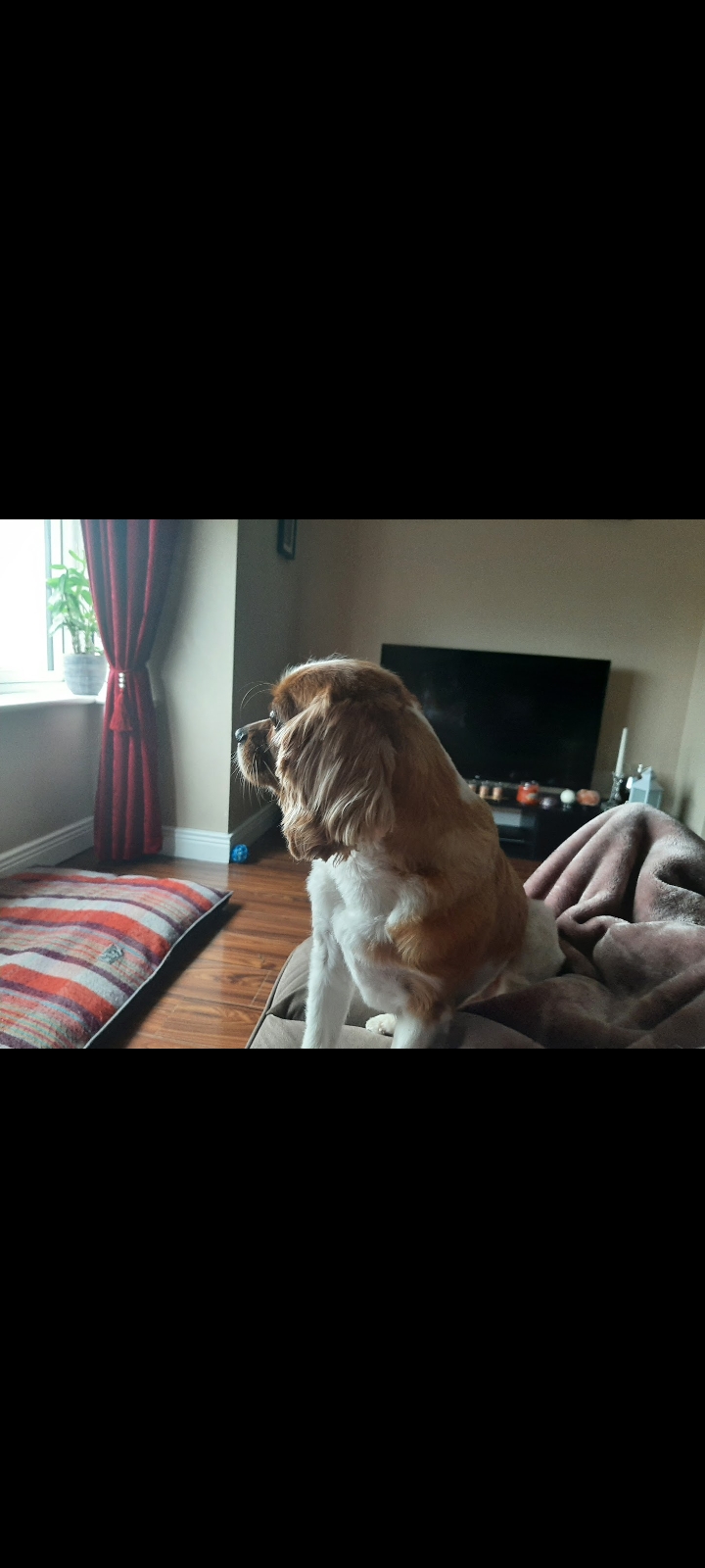 Cavalier King Charles in Granard - IKC Registered