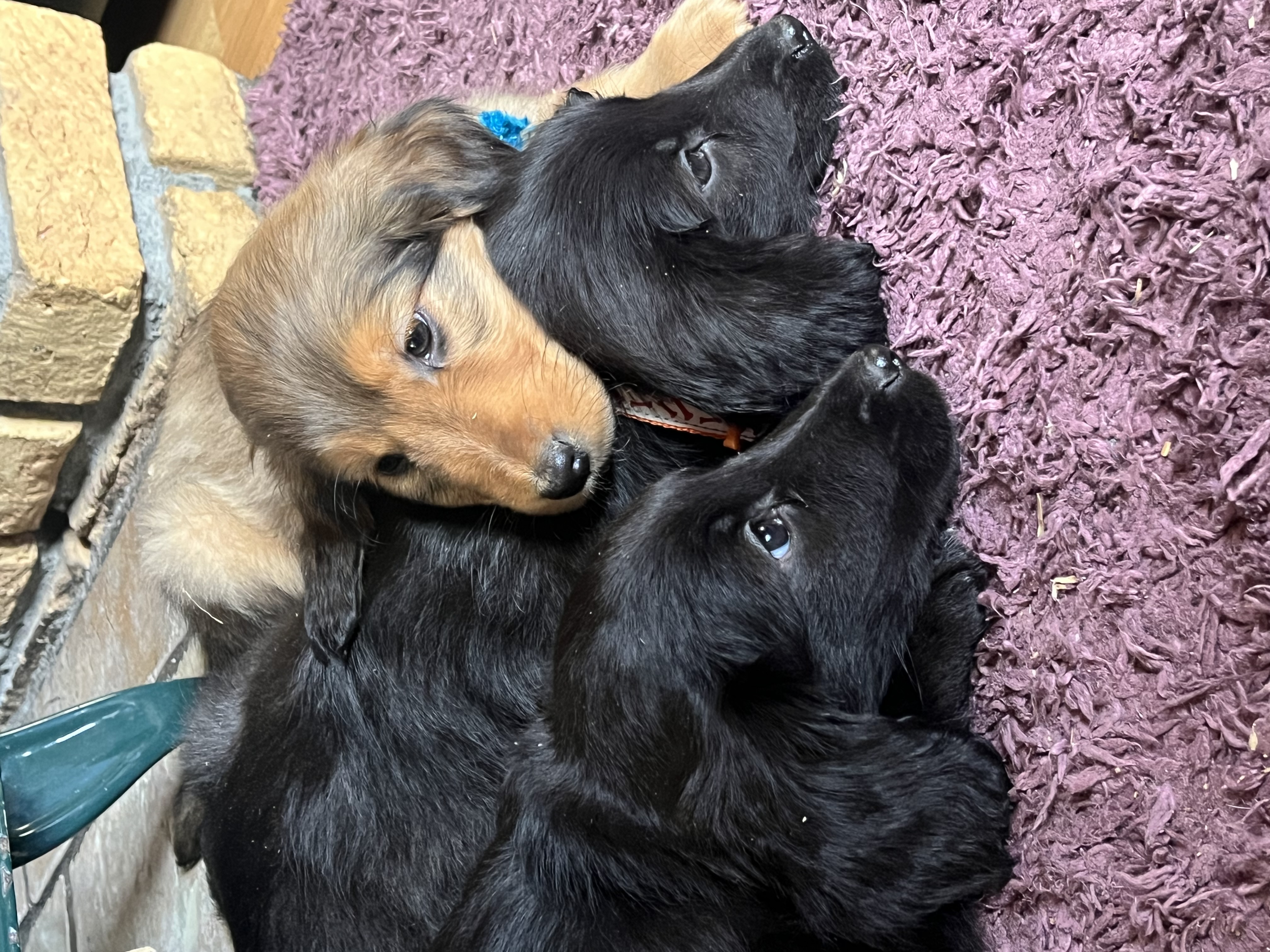 Cocker Spaniel X Rough Collie Puppies in Roscommon