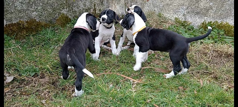 IKC registered Mantle Great Dane puppies for sale