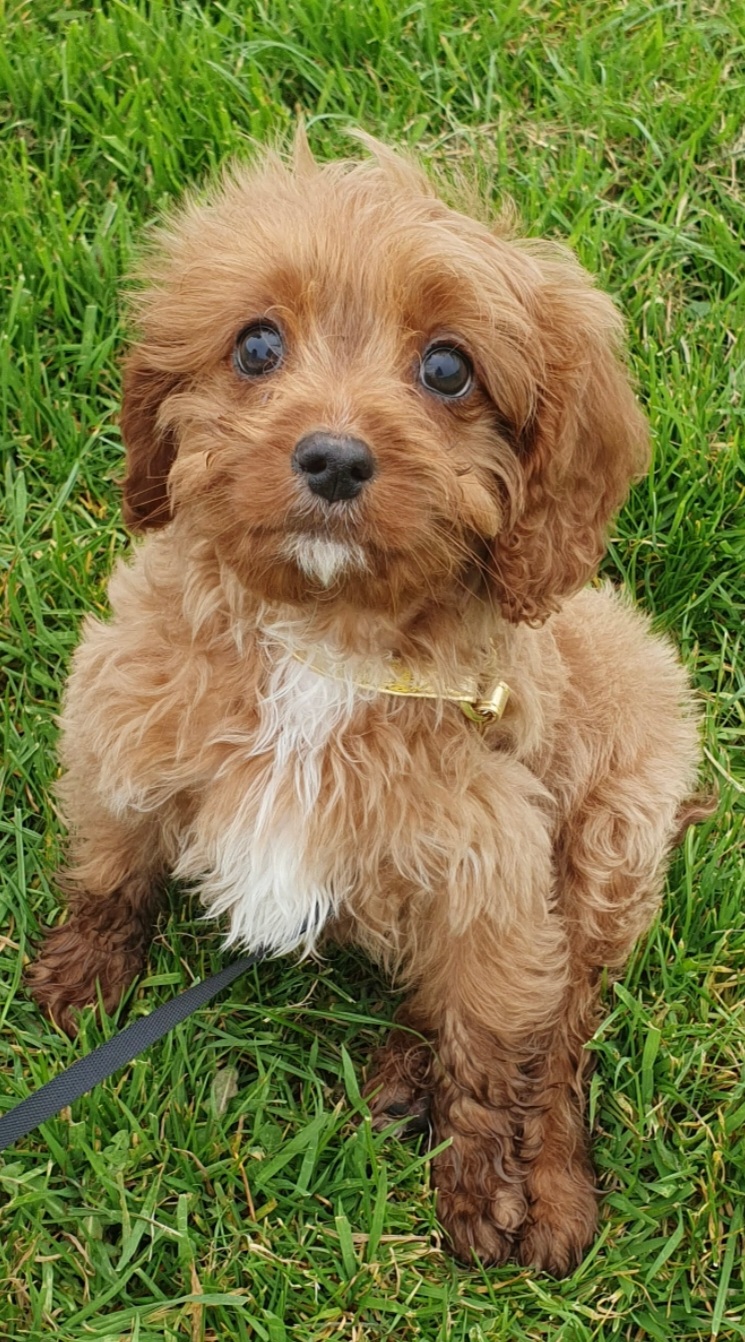 cavapoo puppy