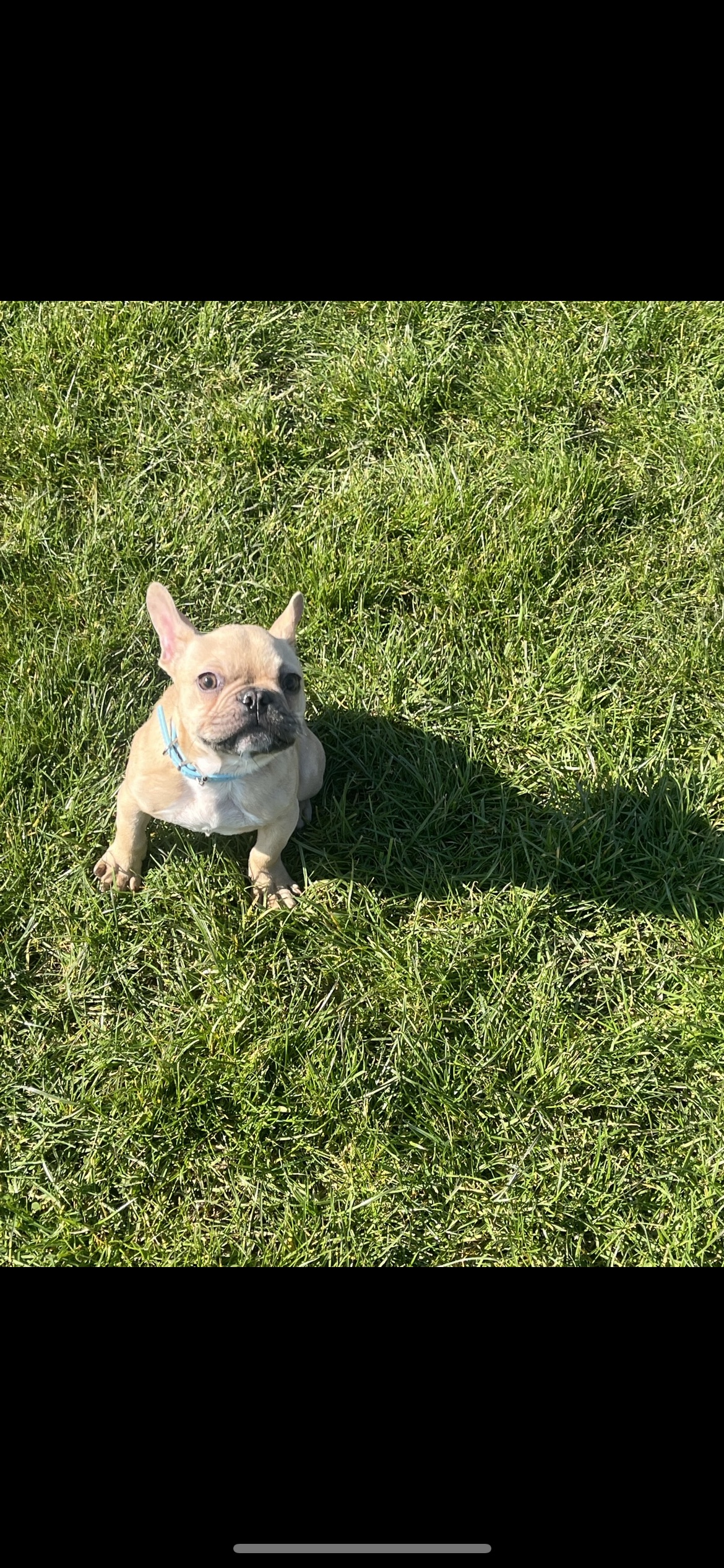 French bulldog puppy for sale 6 months old