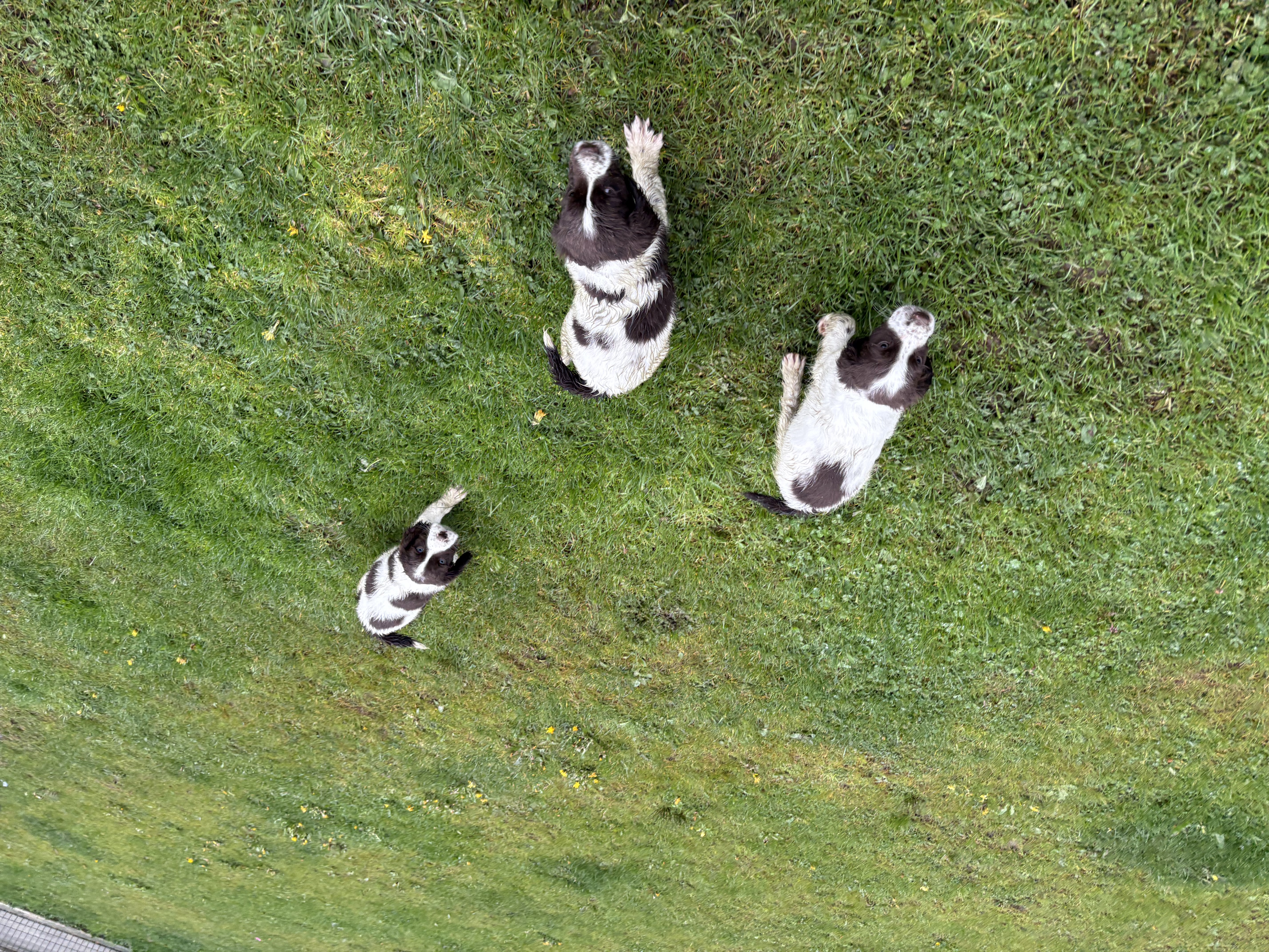 Springer spaniel pups for sale