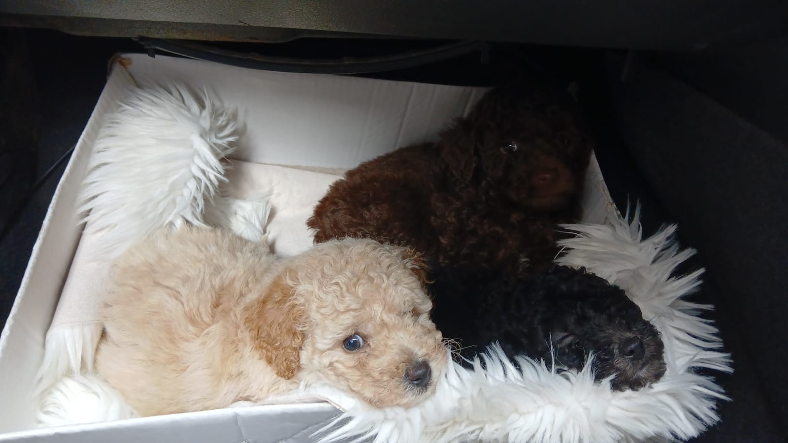 Toy poodle puppies
