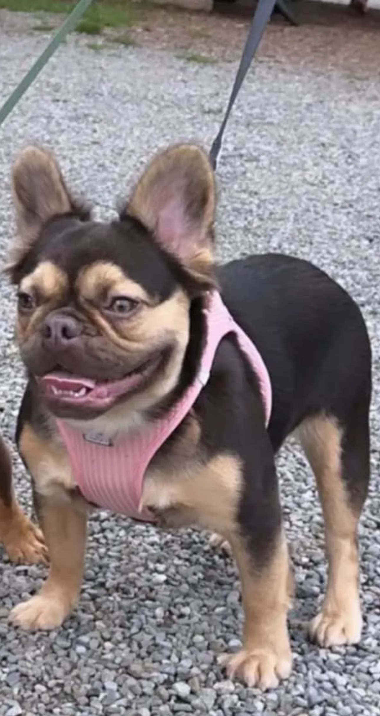 French bulldog 2 and a half years