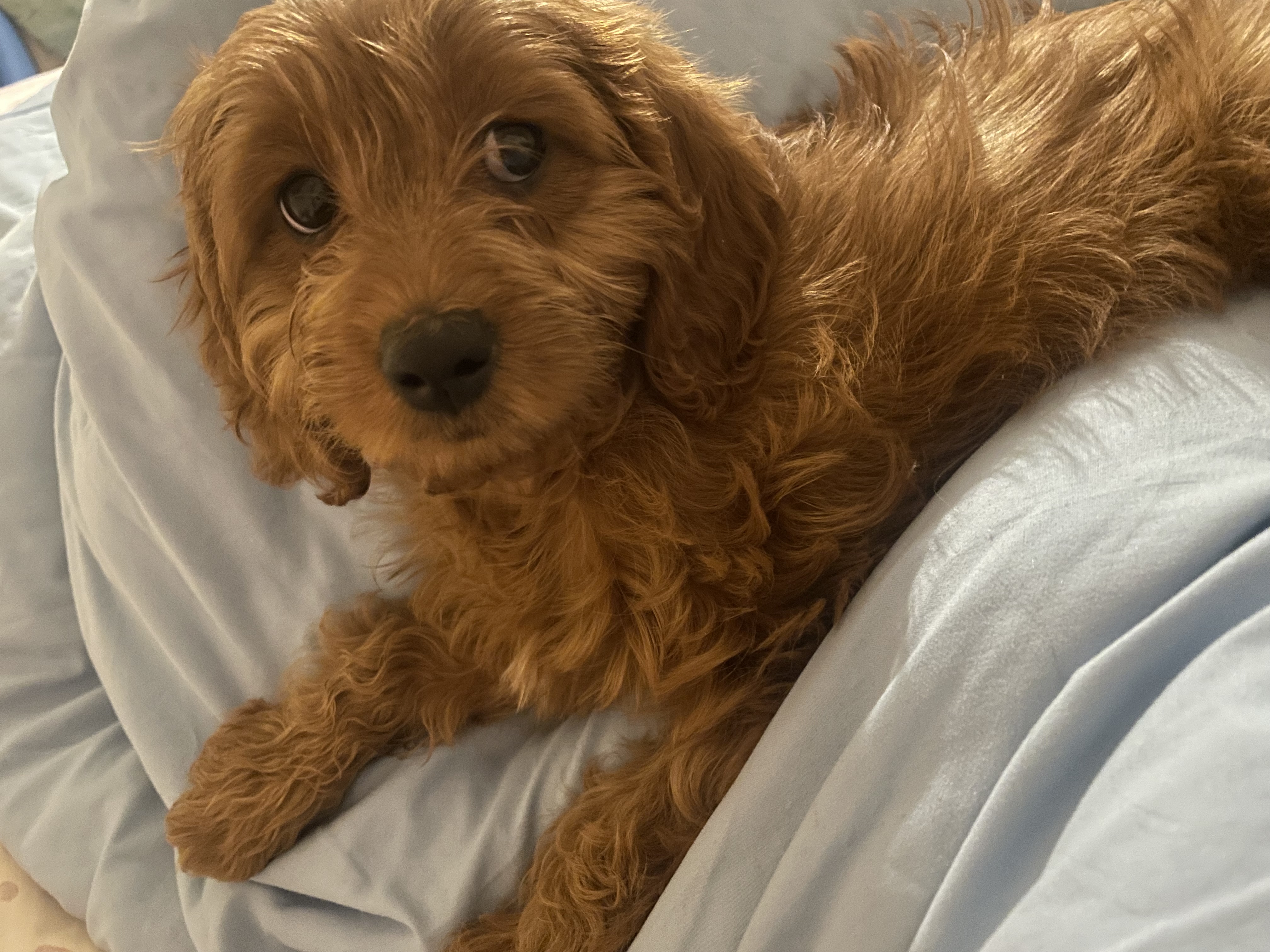 Cavapoo puppy for sale