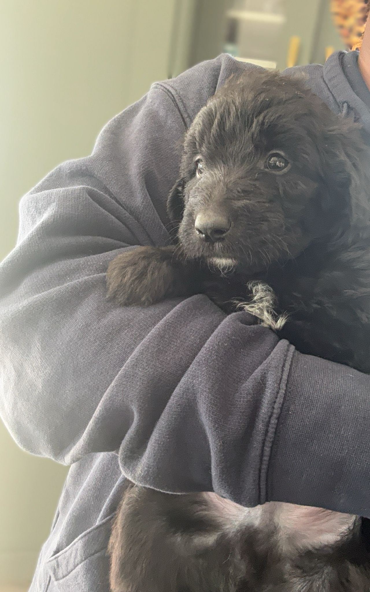Borderdoodle puppies for adoption