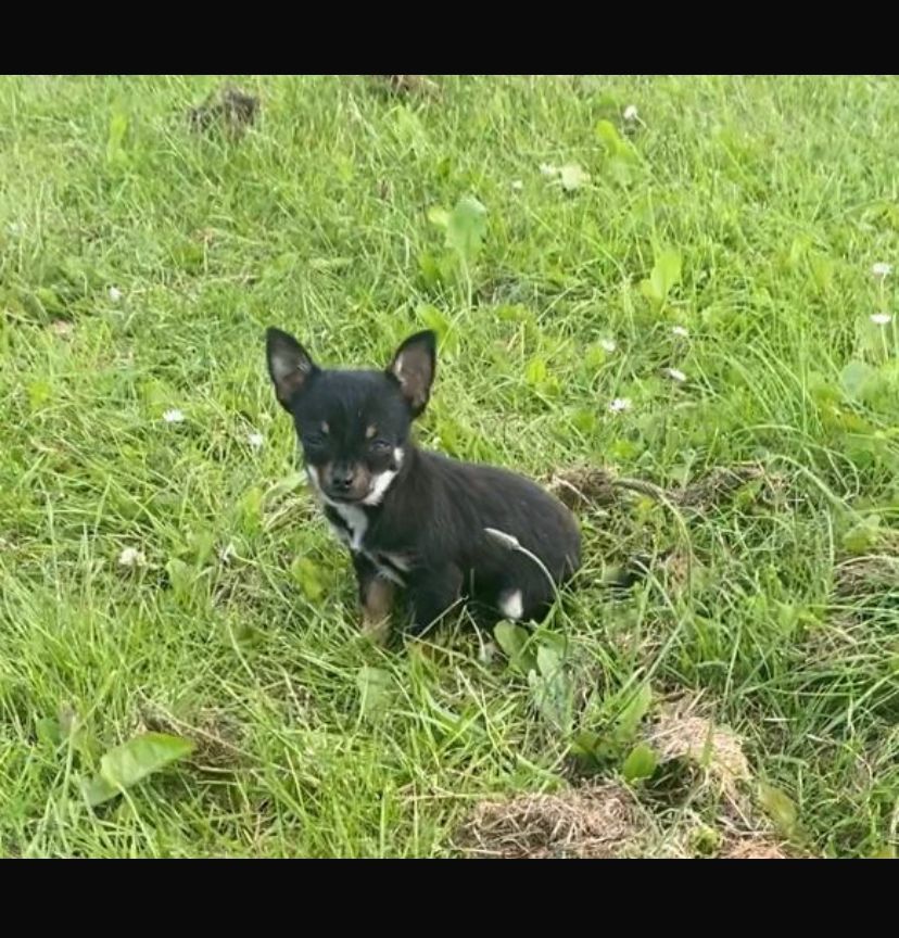 Teacup Chihuahua 16 weeks old