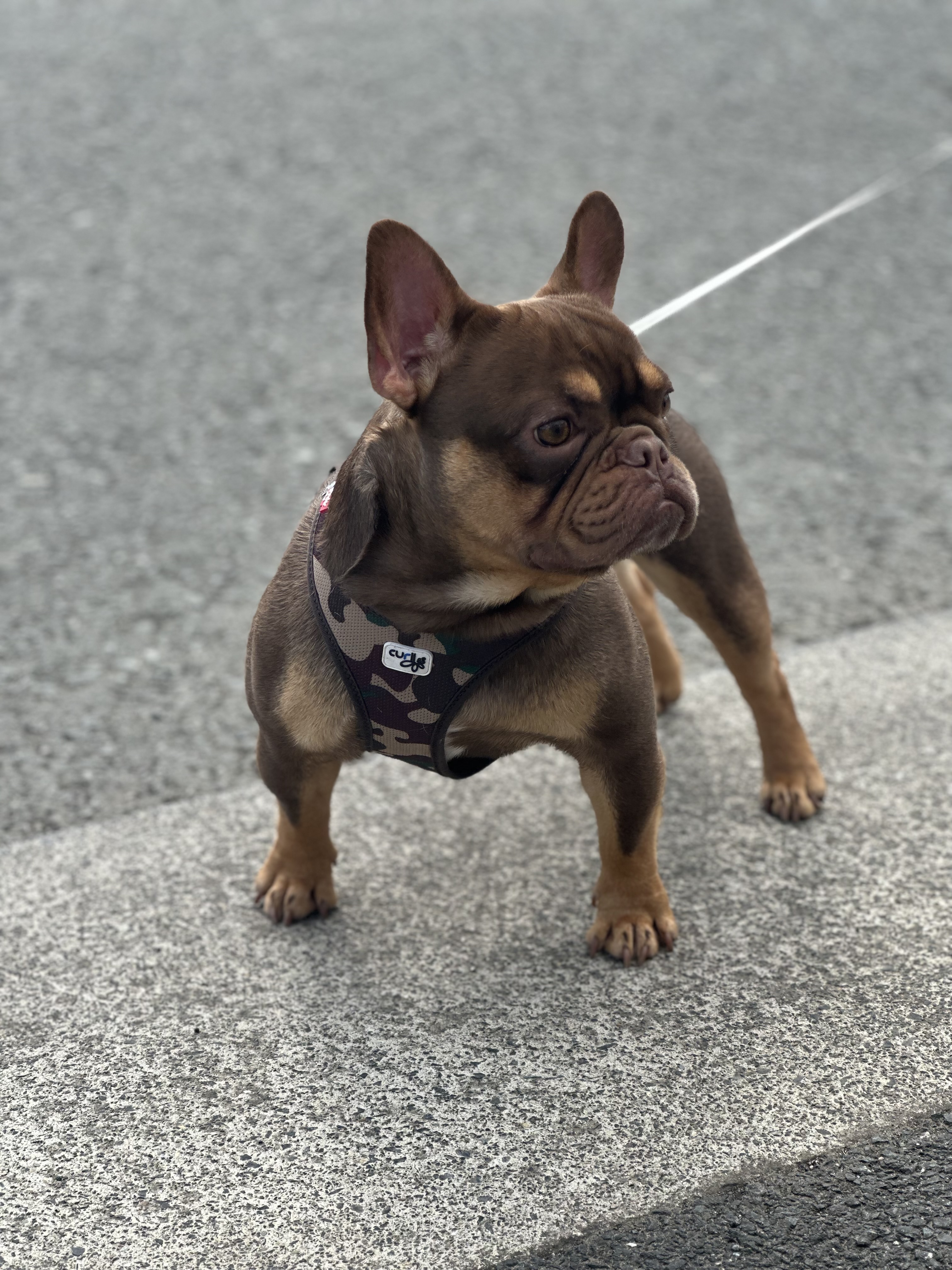 French bulldog choc/tan