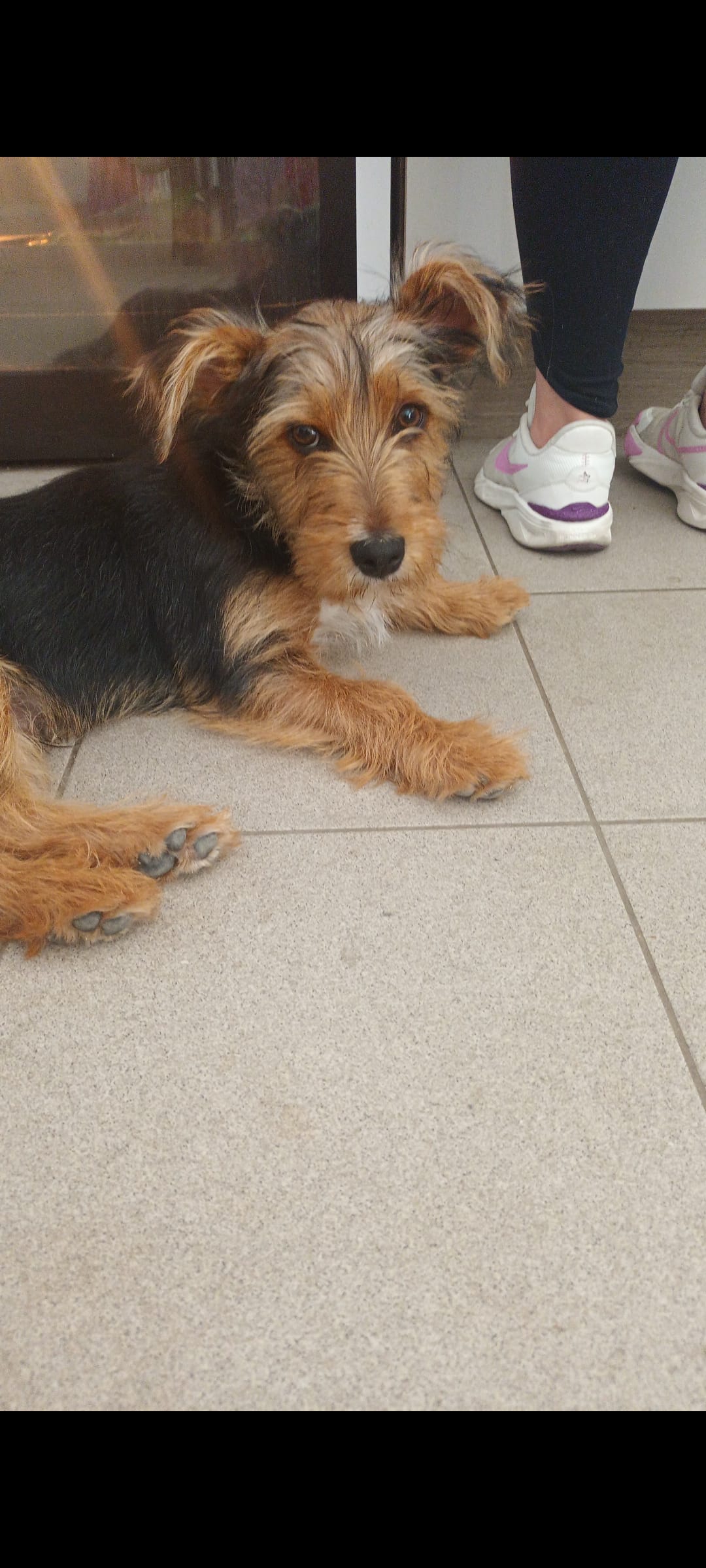 Yorkshire Terrier Cross