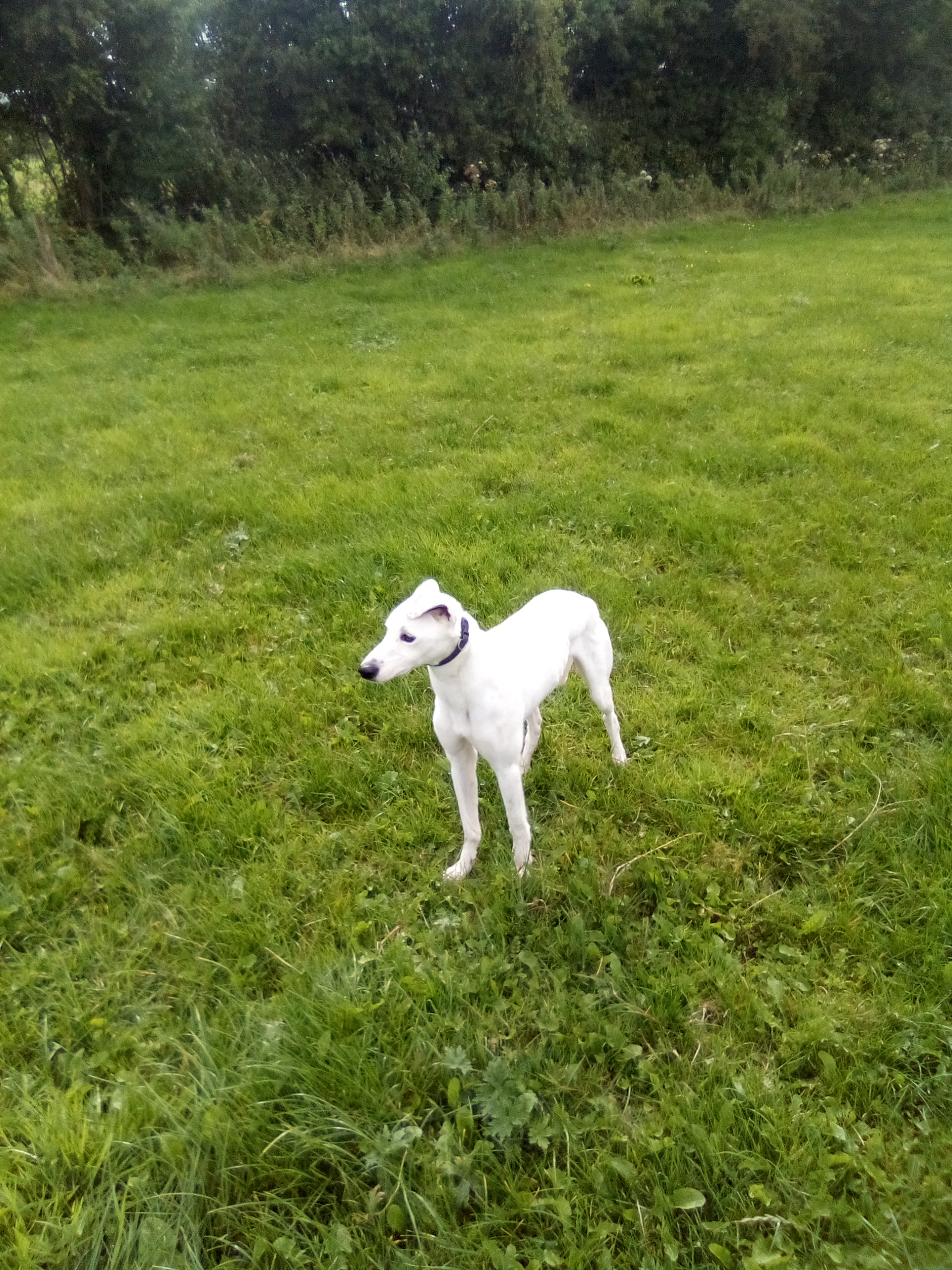 Lurcher