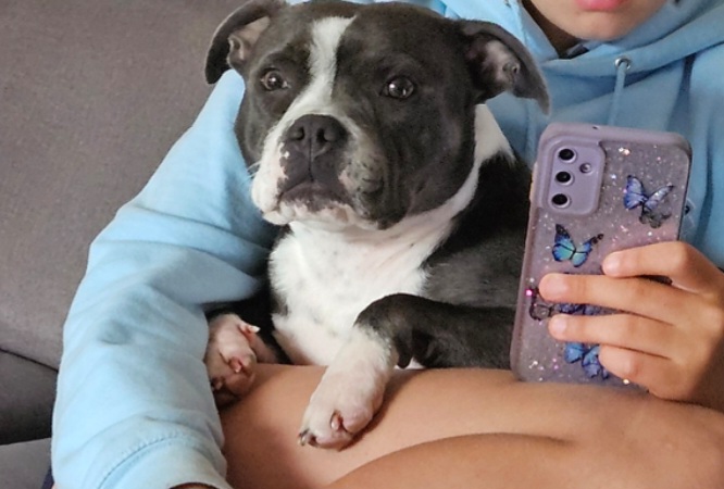 Staffordshire Bull Terrier