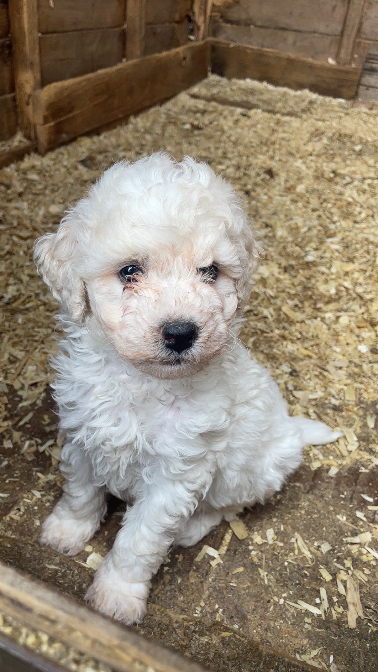 Beautiful Poochon for sale