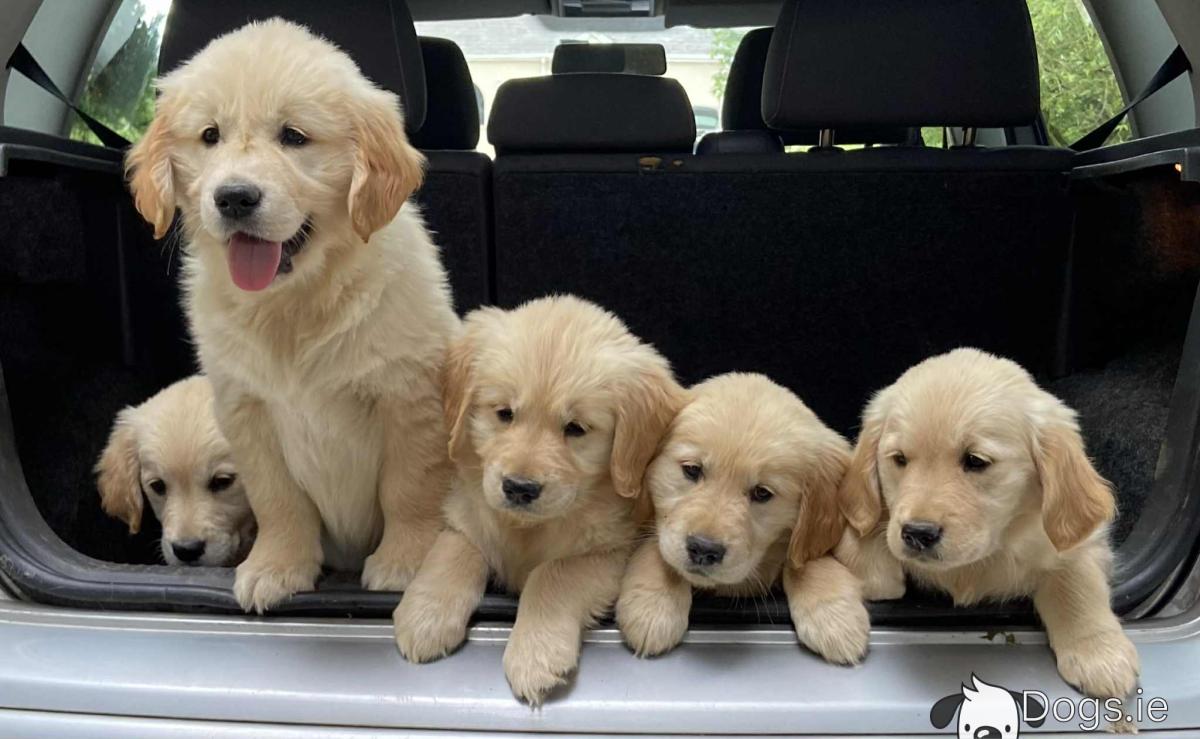 Fabulous Golden Retriever puppies for sale