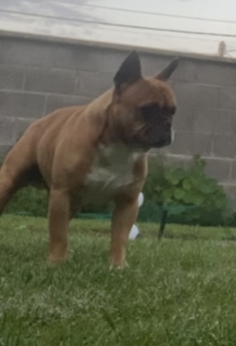 French bulldog 2 and a half years